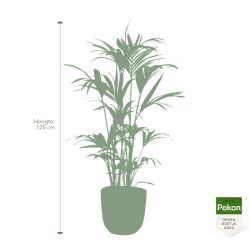 Pokon Kentia palm H125cm incl. watermeter en voeding in Mica Tusca Pot Zwart - afbeelding 5