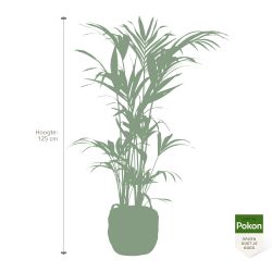 Pokon Kentia palm H125cm incl. watermeter en voeding in Mica Belmar Mand - afbeelding 5