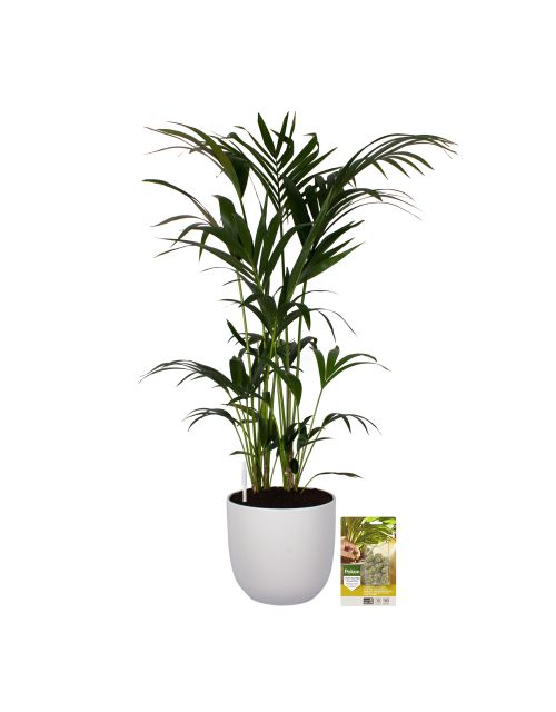 Pokon Kentia palm H125cm incl. watermeter en voeding in Mica Tusca Pot Wit - afbeelding 1