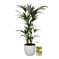 Pokon Kentia palm H125cm incl. watermeter en voeding in Mica Tusca Pot Wit