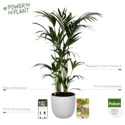 Pokon Kentia palm H125cm incl. watermeter en voeding in Mica Tusca Pot Wit - afbeelding 2