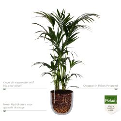 Pokon Kentia palm H125cm incl. watermeter en voeding in Mica Tusca Pot Wit - afbeelding 3