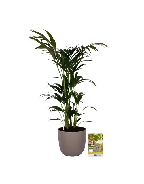 Pokon Kentia palm H125cm incl. watermeter en voeding in Mica Tusca Pot Taupe - afbeelding 1