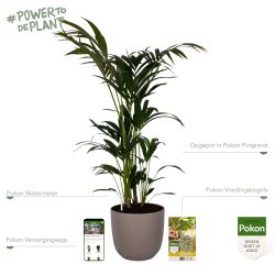 Pokon Kentia palm H125cm incl. watermeter en voeding in Mica Tusca Pot Taupe - afbeelding 2