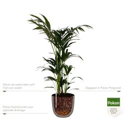 Pokon Kentia palm H125cm incl. watermeter en voeding in Mica Tusca Pot Taupe - afbeelding 3