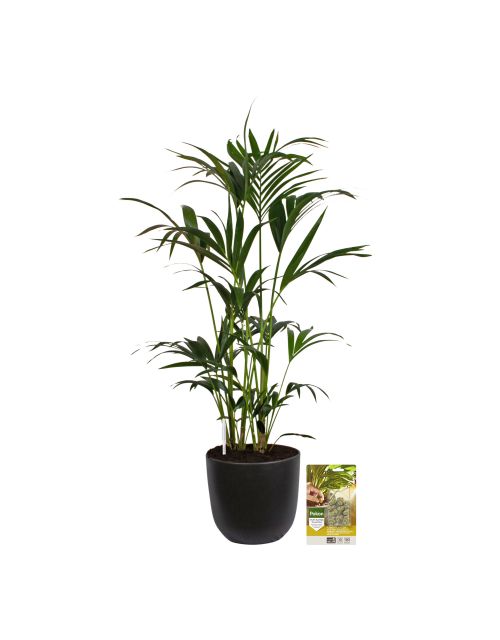 Pokon Kentia palm H125cm incl. watermeter en voeding in Mica Tusca Pot Zwart - afbeelding 1