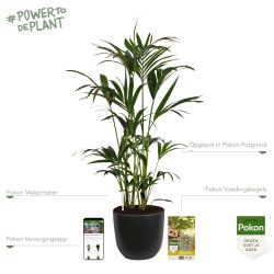 Pokon Kentia palm H125cm incl. watermeter en voeding in Mica Tusca Pot Zwart - afbeelding 2