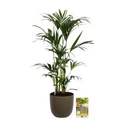 Pokon Kentia palm H125cm incl. watermeter en voeding in Mica Tusca Pot Groen - afbeelding 1