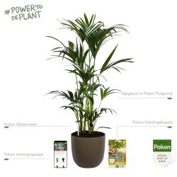 Pokon Kentia palm H125cm incl. watermeter en voeding in Mica Tusca Pot Groen - afbeelding 2