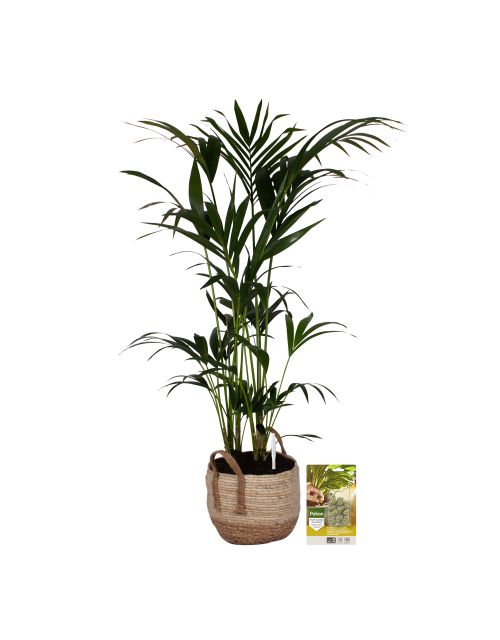 Pokon Kentia palm H125cm incl. watermeter en voeding in Mica Belmar Mand - afbeelding 1