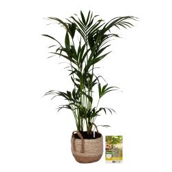 Pokon Kentia palm H125cm incl. watermeter en voeding in Mica Belmar Mand - afbeelding 1