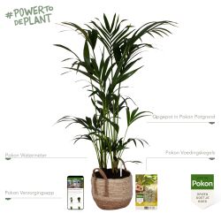 Pokon Kentia palm H125cm incl. watermeter en voeding in Mica Belmar Mand - afbeelding 2
