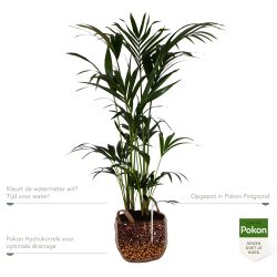 Pokon Kentia palm H125cm incl. watermeter en voeding in Mica Belmar Mand - afbeelding 3