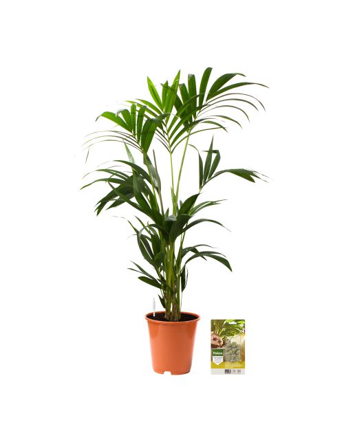 Pokon Bio Kamerplanten Voeding 250ml - afbeelding 1