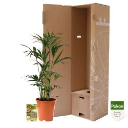 Pokon Bio Kamerplanten Voeding 250ml - afbeelding 3