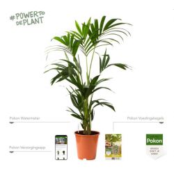 Pokon Bio Kamerplanten Voeding 250ml - afbeelding 2