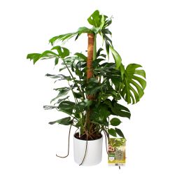 Pokon Monstera / Gatenplant H120cm incl. watermeter en voeding in Mica Era Pot Wit - afbeelding 1