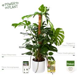 Pokon Monstera / Gatenplant H120cm incl. watermeter en voeding in Mica Era Pot Wit - afbeelding 2