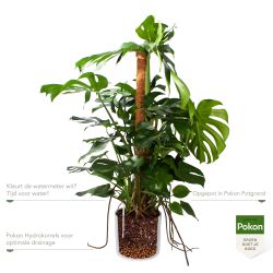 Pokon Monstera / Gatenplant H120cm incl. watermeter en voeding in Mica Era Pot Wit - afbeelding 3