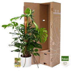 Pokon Monstera / Gatenplant H120cm incl. watermeter en voeding in Mica Era Pot Wit - afbeelding 4