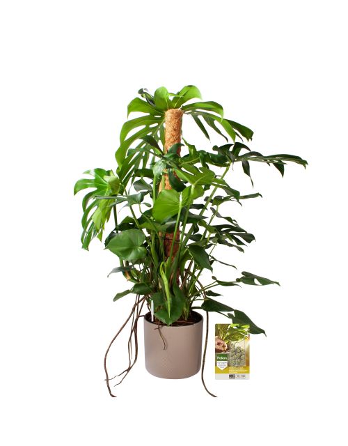 Pokon Monstera / Gatenplant H120cm incl. watermeter en voeding in Mica Era Pot Licht Grijs - afbeelding 1
