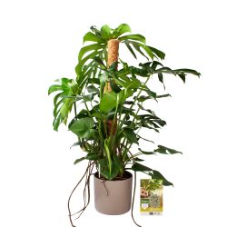 Pokon Monstera / Gatenplant H120cm incl. watermeter en voeding in Mica Era Pot Licht Grijs
