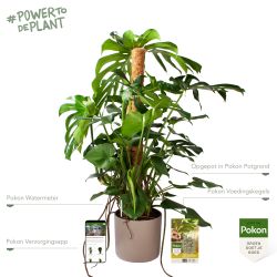 Pokon Monstera / Gatenplant H120cm incl. watermeter en voeding in Mica Era Pot Licht Grijs - afbeelding 2