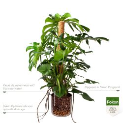 Pokon Monstera / Gatenplant H120cm incl. watermeter en voeding in Mica Era Pot Licht Grijs - afbeelding 3