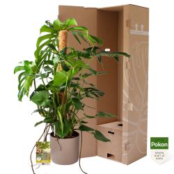 Pokon Monstera / Gatenplant H120cm incl. watermeter en voeding in Mica Era Pot Licht Grijs - afbeelding 4
