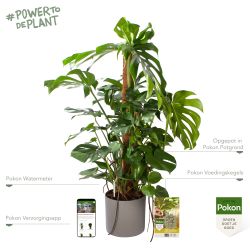 Pokon Monstera / Gatenplant H120cm incl. watermeter en voeding in Mica Era Pot Grijs - afbeelding 2