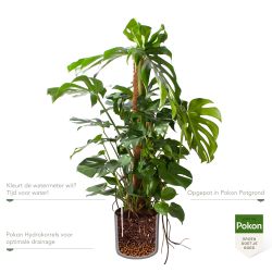 Pokon Monstera / Gatenplant H120cm incl. watermeter en voeding in Mica Era Pot Grijs - afbeelding 3