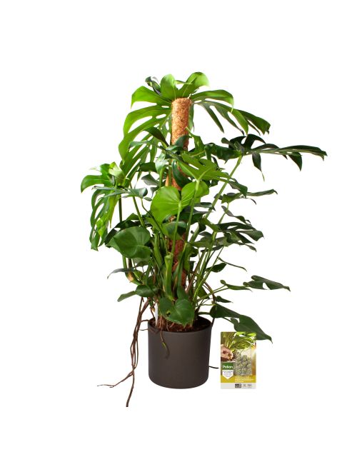 Pokon Monstera / Gatenplant H120cm incl. watermeter en voeding in Mica Era Pot Donker Grijs - afbeelding 1