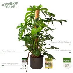 Pokon Monstera / Gatenplant H120cm incl. watermeter en voeding in Mica Era Pot Donker Grijs - afbeelding 2