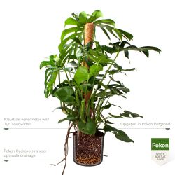 Pokon Monstera / Gatenplant H120cm incl. watermeter en voeding in Mica Era Pot Donker Grijs - afbeelding 3