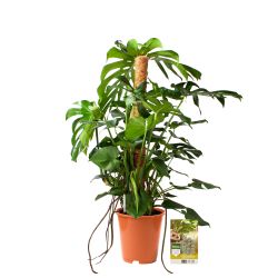 Pokon Monstera / Gatenplant H120cm incl. watermeter en voeding - afbeelding 5