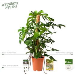 Pokon Monstera / Gatenplant H120cm incl. watermeter en voeding - afbeelding 2