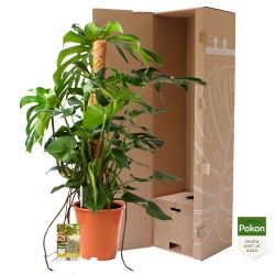 Pokon Monstera / Gatenplant H120cm incl. watermeter en voeding - afbeelding 3