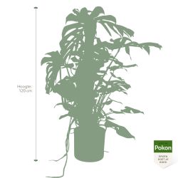 Pokon Monstera / Gatenplant H120cm incl. watermeter en voeding in Mica Era Pot Donker Grijs - afbeelding 5