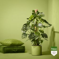 Pokon Monstera / Gatenplant H120cm incl. watermeter en voeding in Mica Era Pot Licht Grijs - afbeelding 6