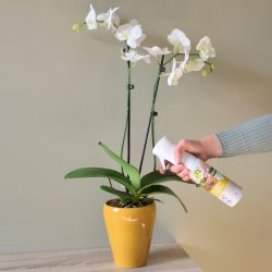 Pokon Powerspray Orchidee 300ml - afbeelding 4