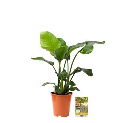 Pokon Strelitzia Nicolai / Paradijsvogelbloem H110cm incl. watermeter en voeding - afbeelding 5