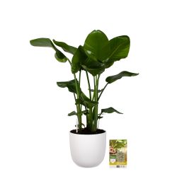 Pokon Strelitzia Nicolai / Paradijsvogelbloem H110cm incl. watermeter en voeding in Mica Tusca Pot W - afbeelding 6