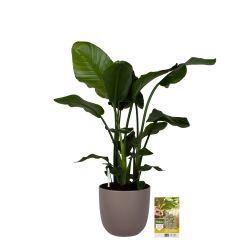 Pokon Strelitzia Nicolai / Paradijsvogelbloem H110cm incl. watermeter en voeding in Mica Tusca Pot T - afbeelding 6