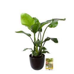 Pokon Strelitzia Nicolai / Paradijsvogelbloem H110cm incl. watermeter en voeding in Mica Tusca Pot Z - afbeelding 6