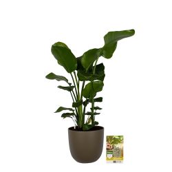 Pokon Strelitzia Nicolai / Paradijsvogelbloem H110cm incl. watermeter en voeding in Mica Tusca Pot G - afbeelding 6