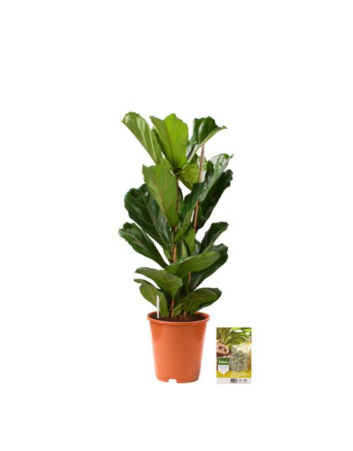 Pokon Vioolbladplant / Ficus Lyrata incl. watermeter en voeding - afbeelding 1