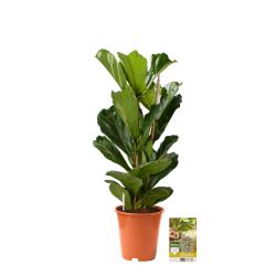 Pokon Vioolbladplant / Ficus Lyrata incl. watermeter en voeding - afbeelding 5
