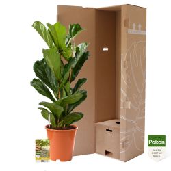 Pokon Vioolbladplant / Ficus Lyrata incl. watermeter en voeding - afbeelding 3