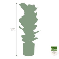 Pokon Vioolbladplant / Ficus Lyrata incl. watermeter en voeding - afbeelding 4