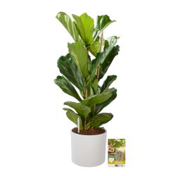 Pokon Vioolbladplant / Ficus Lyrata incl. watermeter en voeding in Mica Era Pot Wit